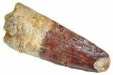 Fossil Spinosaurus Tooth - Real Dinosaur Tooth #286712-1